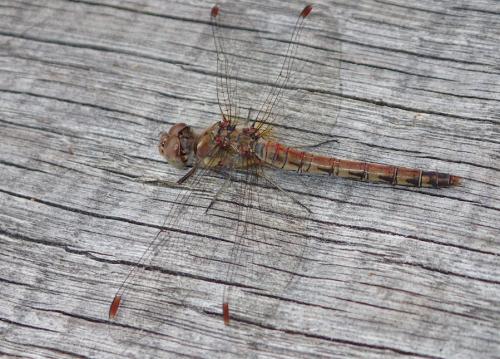 Réf. 241 000 : Sympetrum striolatum